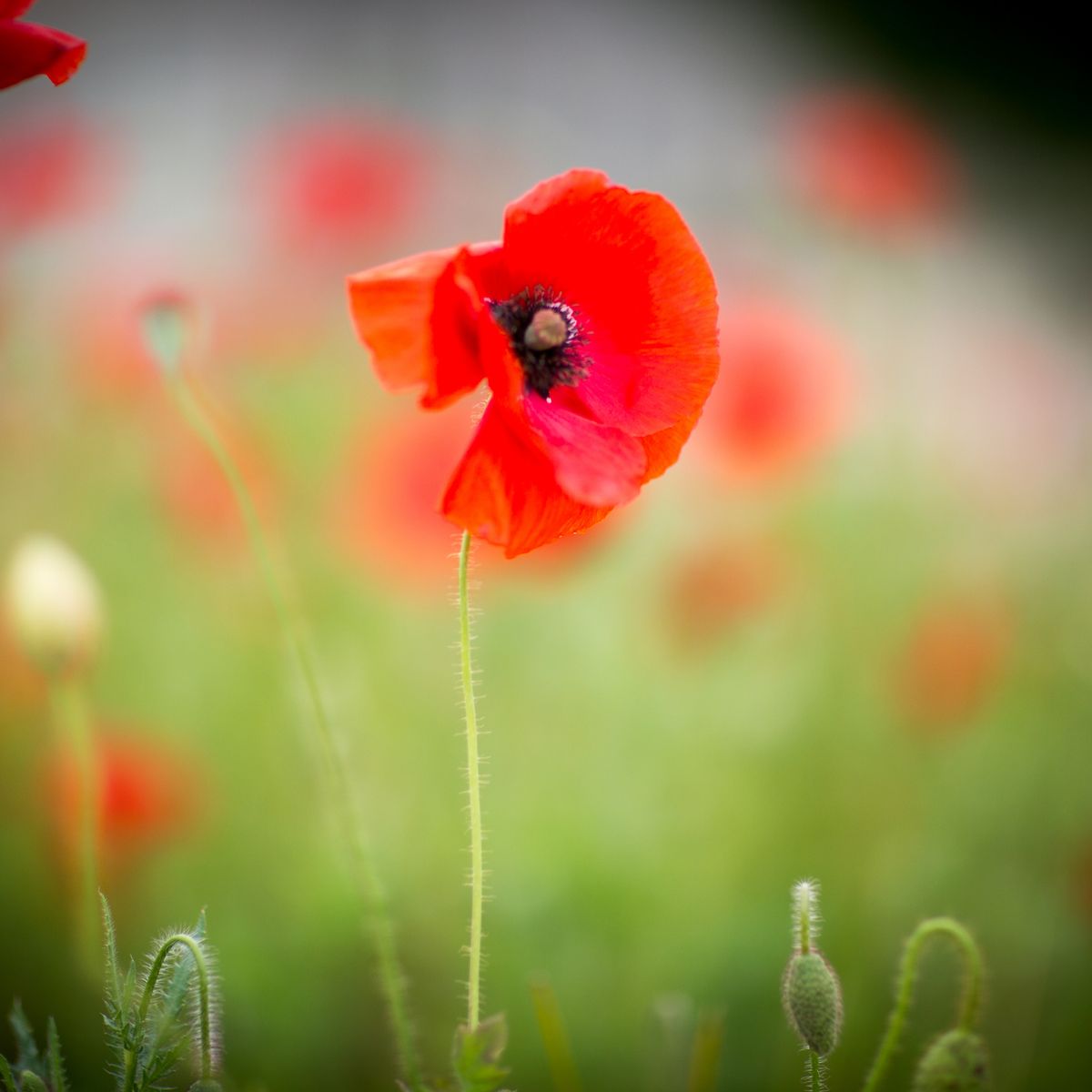 LEST WE FORGET For those brave who gave their lives so we can live ours … ♥️ #remembranceday #11november #poppies