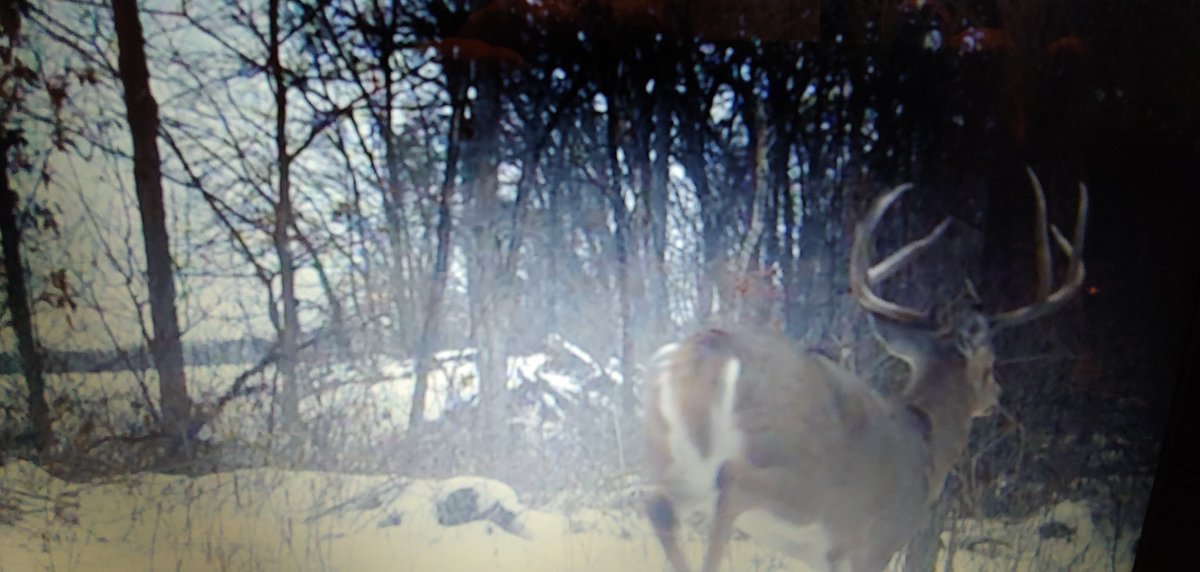 Joe Harris tweet media