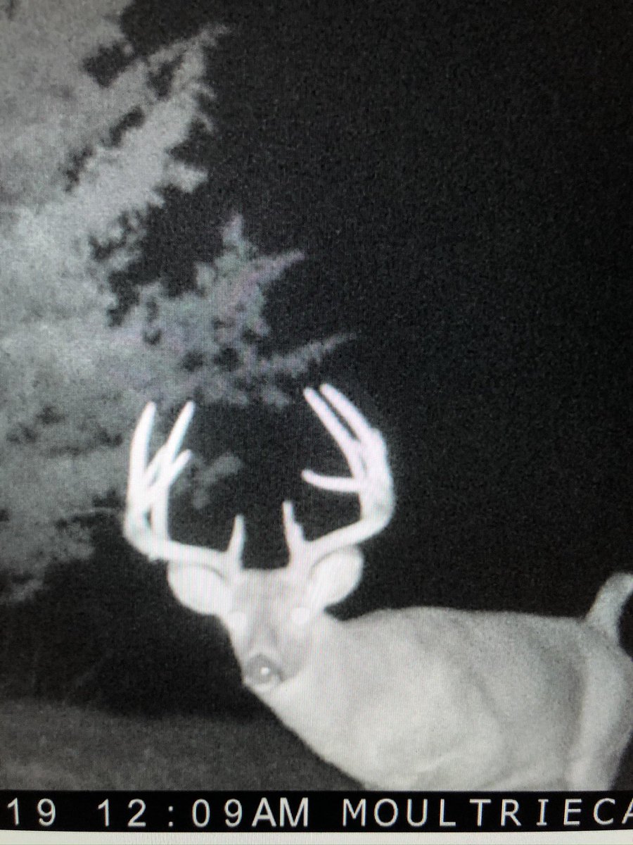 Joe Harris tweet media