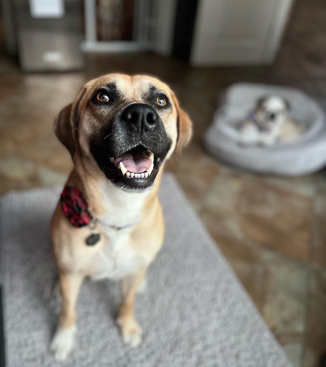 MikkelBecker's tweet photo. The dogs and I walked over 50 miles during the month of October to help raise money for sick children of St. Jude’s. Thank you to everyone who sponsored us! https://t.co/Hf9acolC77