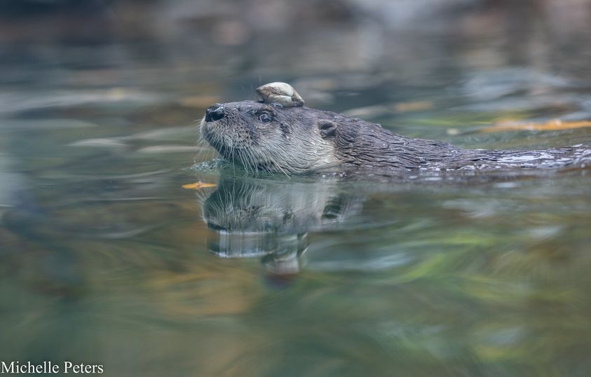 CincinnatiZoo's tweet photo. Wesley the river otter is saving his clam for later.  😂 https://t.co/i6vuSLZVSN