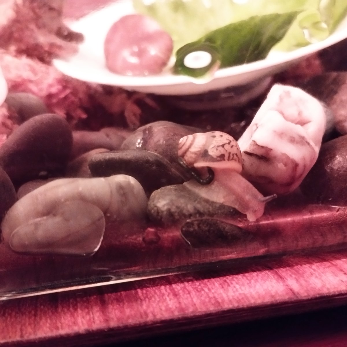 tsttsaja's tweet photo. なんだか本当に踏んばり顔の時があって、お腹を撫ででやりたい
出切るとスーと力が抜けて、鼻歌な感じになります https://t.co/ClegQkm20N