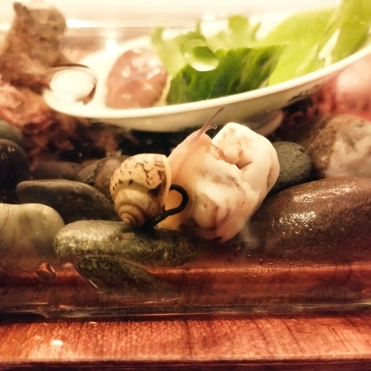 tsttsaja's tweet photo. なんだか本当に踏んばり顔の時があって、お腹を撫ででやりたい
出切るとスーと力が抜けて、鼻歌な感じになります https://t.co/ClegQkm20N