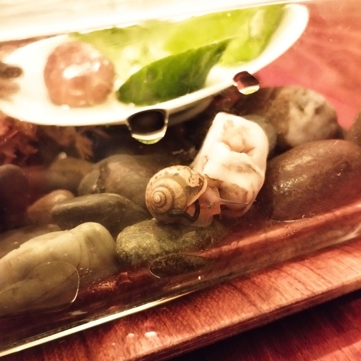 tsttsaja's tweet photo. なんだか本当に踏んばり顔の時があって、お腹を撫ででやりたい
出切るとスーと力が抜けて、鼻歌な感じになります https://t.co/ClegQkm20N