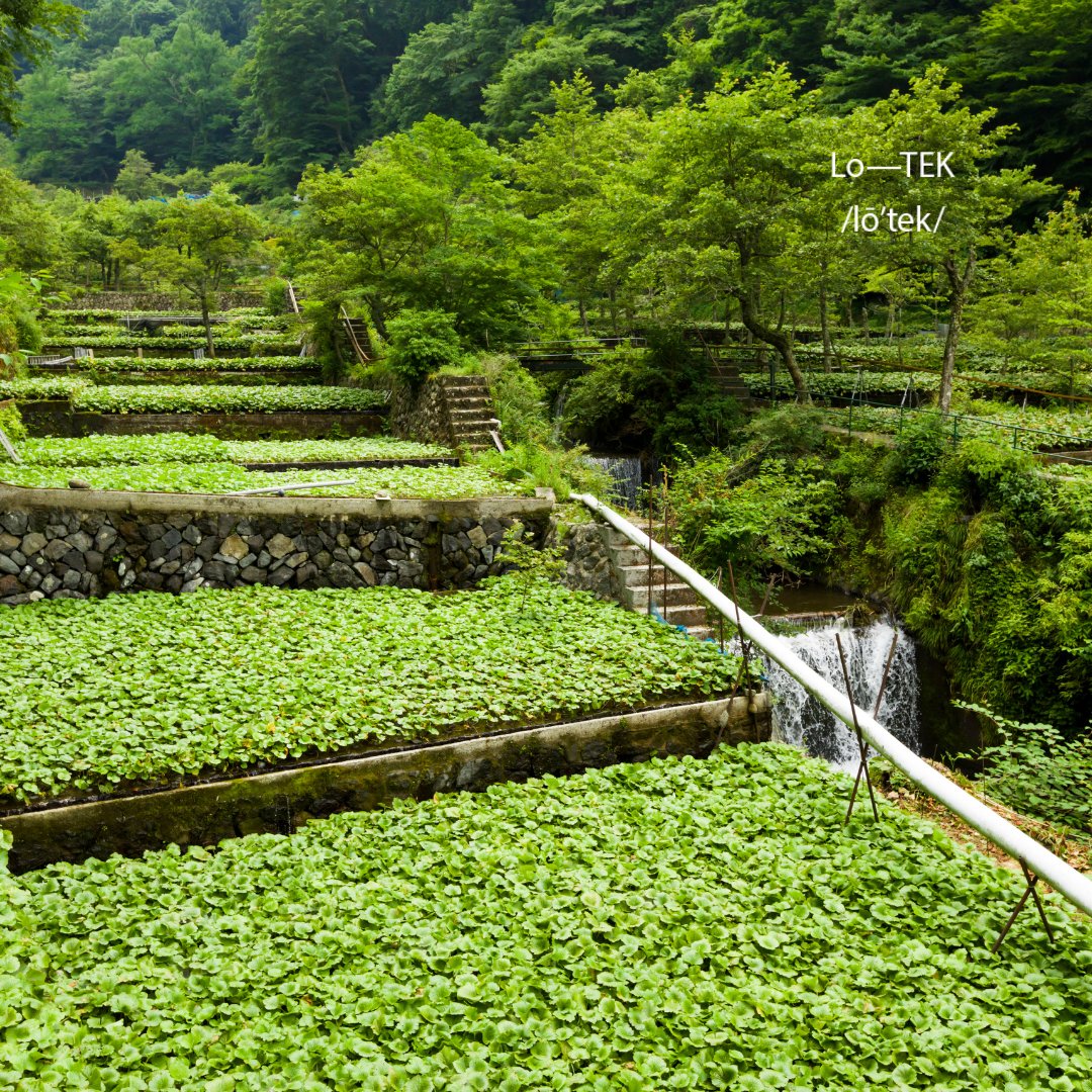 #LoTEKWater Japanese farmers' Tatamiishi style of wasabi cultivation mimicks its natural stream habitat; layered terraces and pipes provide nutrients and oxygen to wasabi plants and return water to mountain streams, reducing soil erosion and flooding. 
Image credit: ©FAO