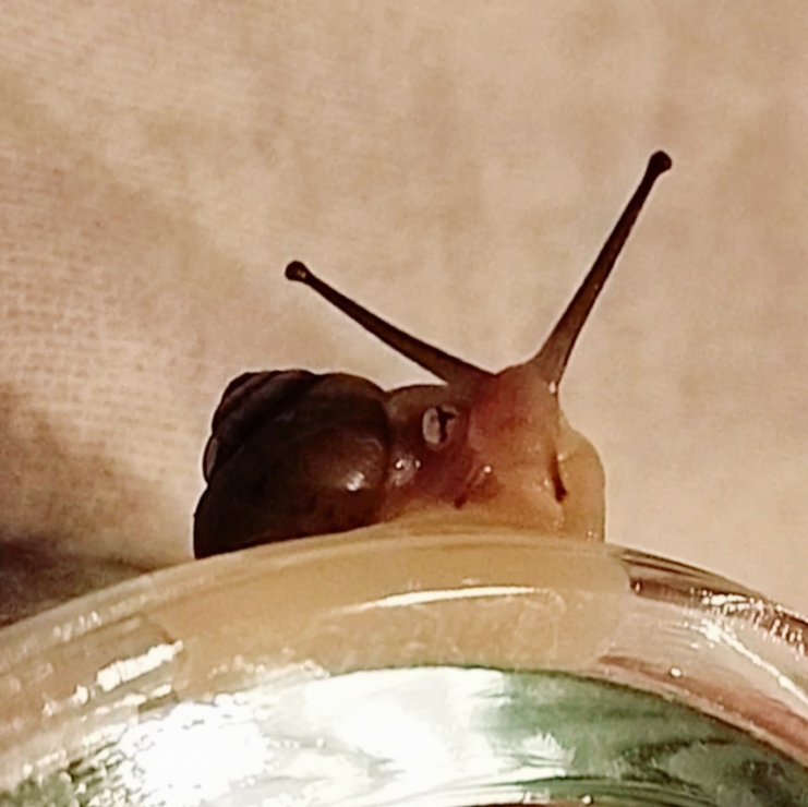 tsttsaja's tweet photo. 写真見てて気づいたのですが、この顔の脇の白いネジ穴のようなもの、
教えていただいた、呼吸口のエピフラム跡だ..
たぶんホカペが暑すぎて籠城した時。
温湿度計も入れておきたいけど、防滴じゃなきゃダメなのかな https://t.co/SDx5dOFs8S