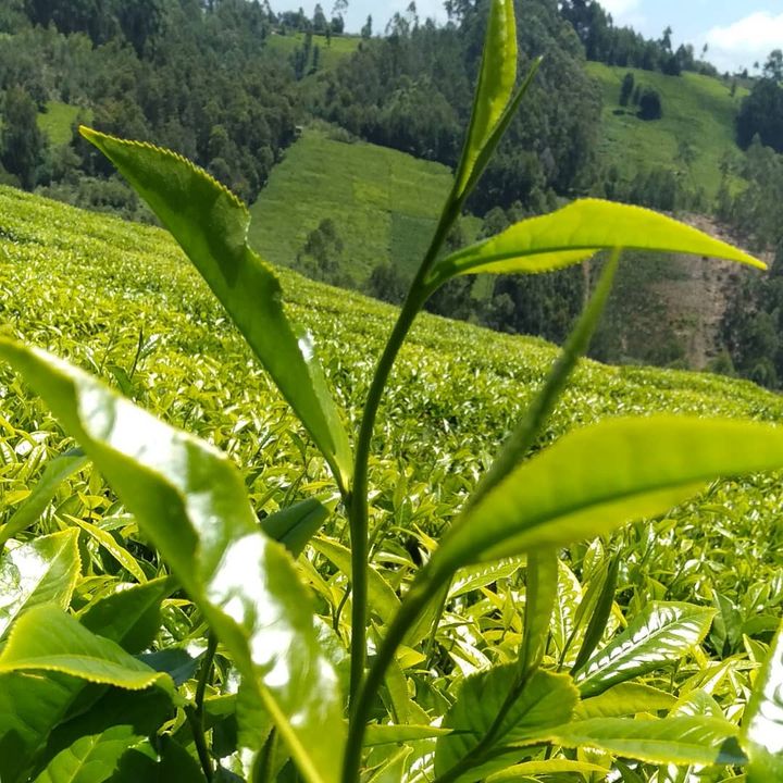 Suku_Chai's tweet photo. Camellia sinensis.
#SukuChai
#Greenleaf
#TeaForSheProject https://t.co/240YsM7Ji3