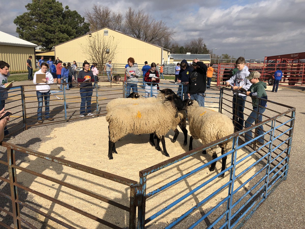 freemanffa's tweet photo. Congratulations to our livestock judging teams on a successful day!
Jr. High Team-3rd place
Sr. Division Team-6th place
Jr. Division Team-9th place
#learningtodo #doingtolearn #freemanfalcons https://t.co/DiNxHt4SAq