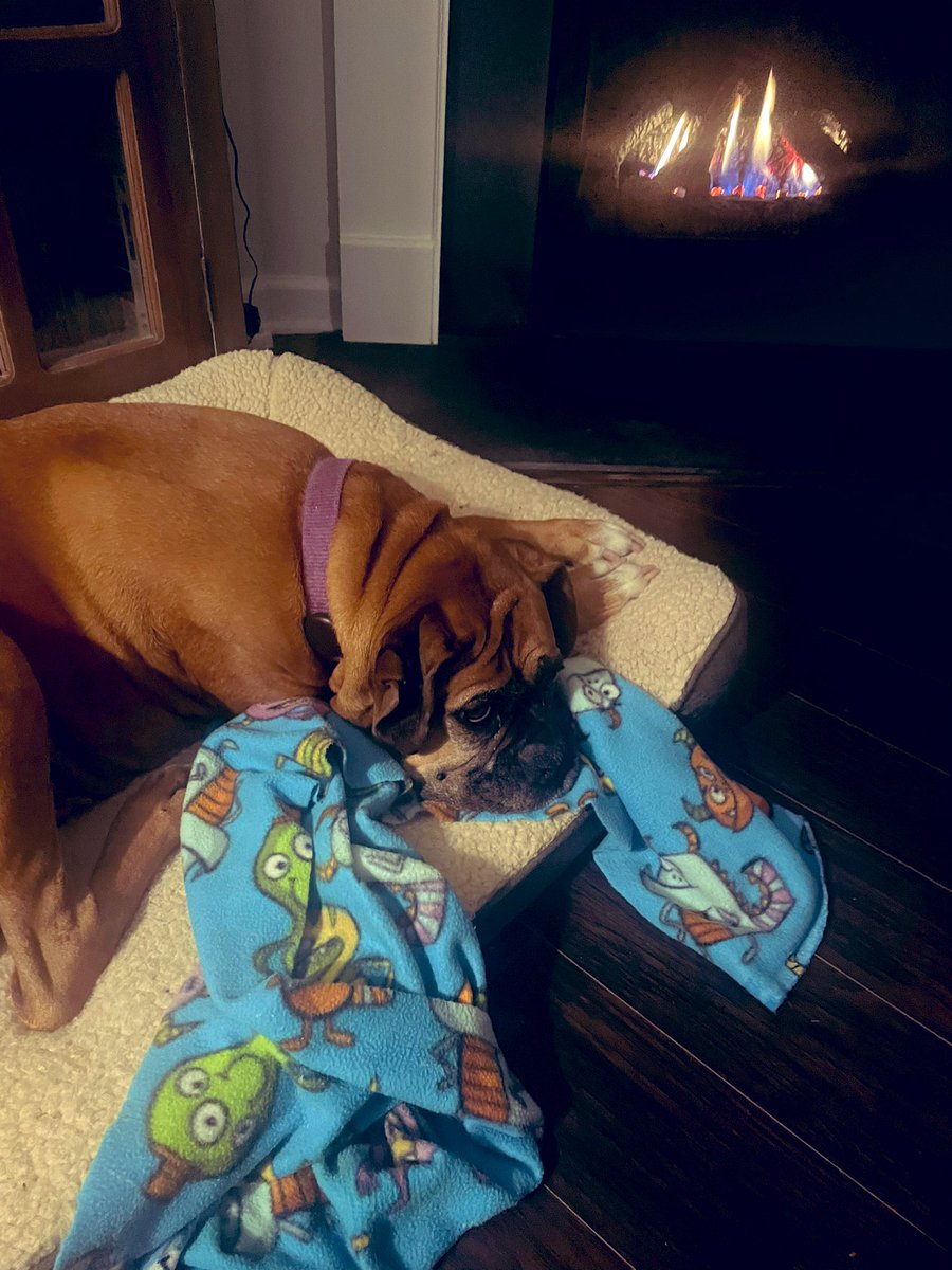 Did you say walk?! For once, I’m going to say I’m good. You can go by yourself Lady. #queenaahana #boxerdogs #boxerdog #dogsoftwitter