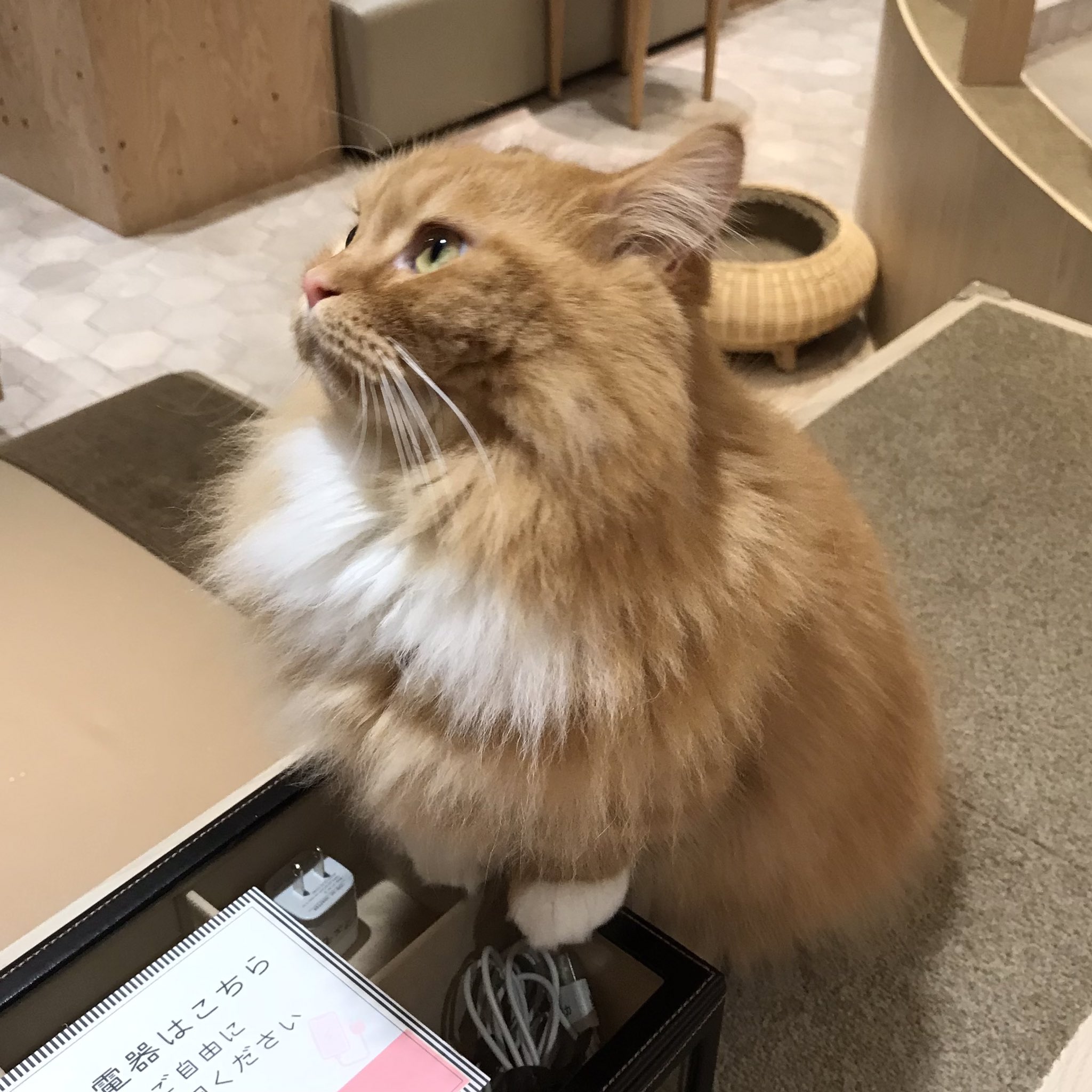 猫カフェmocha 宮崎橘通店 Mocha Miyazaki Twitter