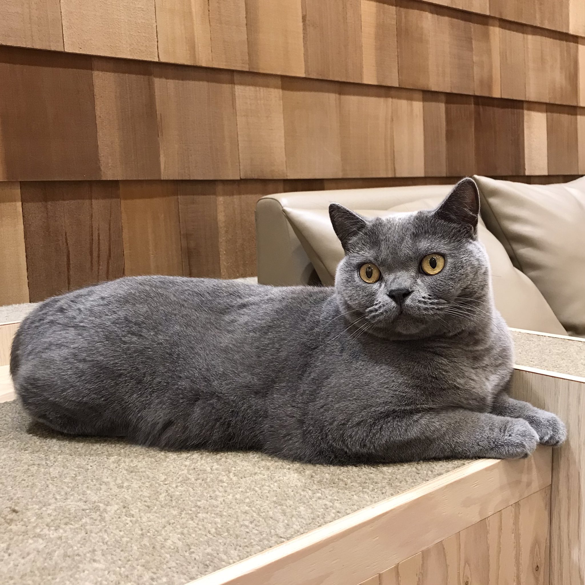 猫カフェmocha 宮崎橘通店 Mocha Miyazaki Twitter
