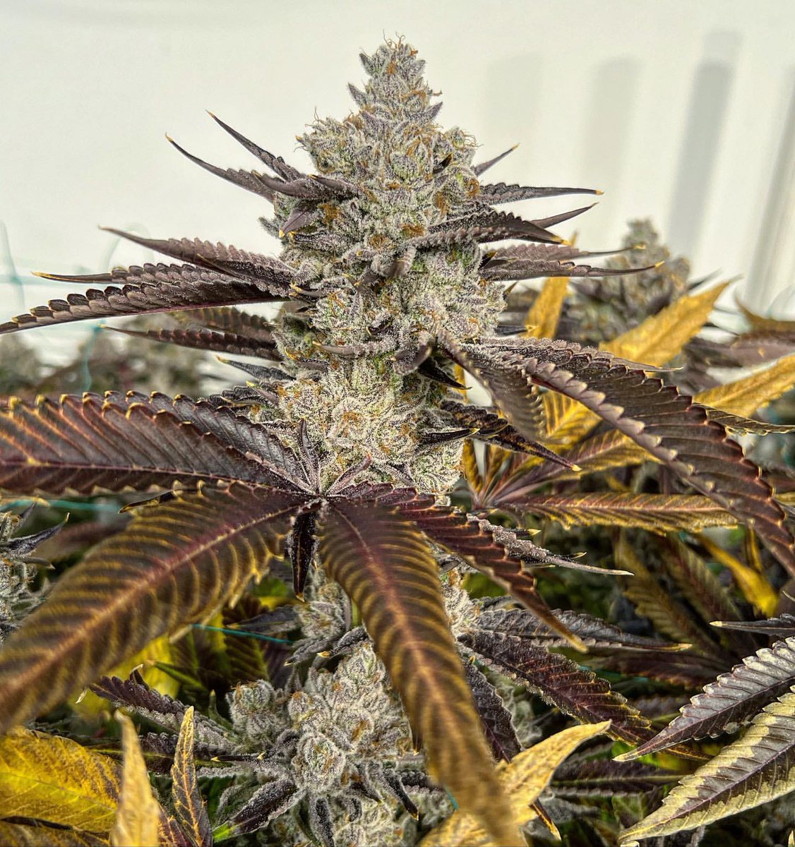 kushmatt_'s tweet photo. Rainbow Cake, Fin. ✂️
#triplebeamdreams #abovethestigma #craftcannabis #cannabiscures #athenaAG #highsociety #mmfla #mighigangrowers #cannabis #community #phenohunter #topshelf #terps #weedstagram https://t.co/ExRjIWdomG