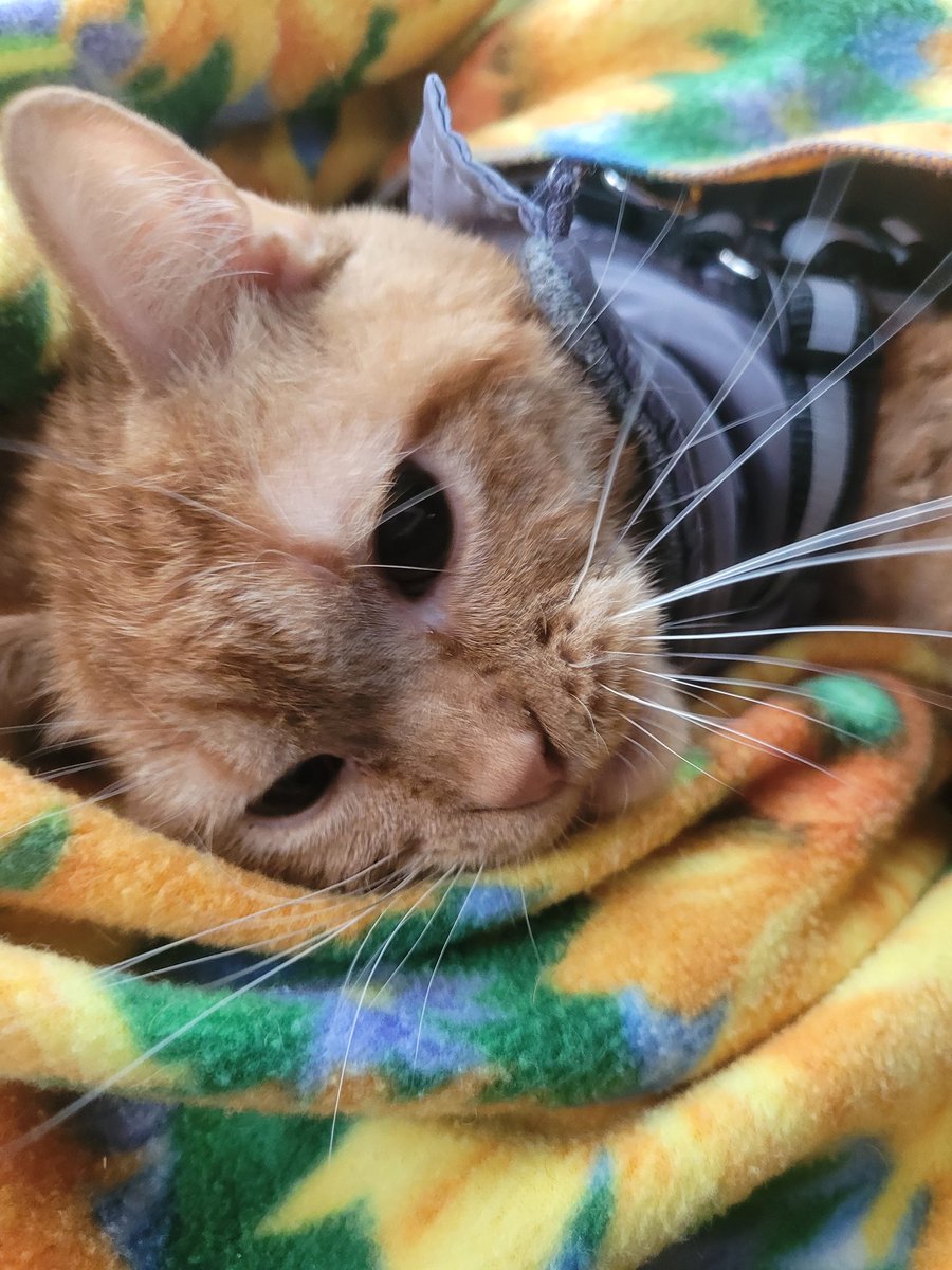 lynnslagle42's tweet photo. Save me
Mom catnapped me
I don't want to be catnapped
Save me
#cerebellarhypoplasia #chlove #wobblykitty #chkitty #catnapped #nomomleavemealone #shitfaridontwanttogomom #dammitmom #helpmesendpopo https://t.co/O5XeKZF2KF