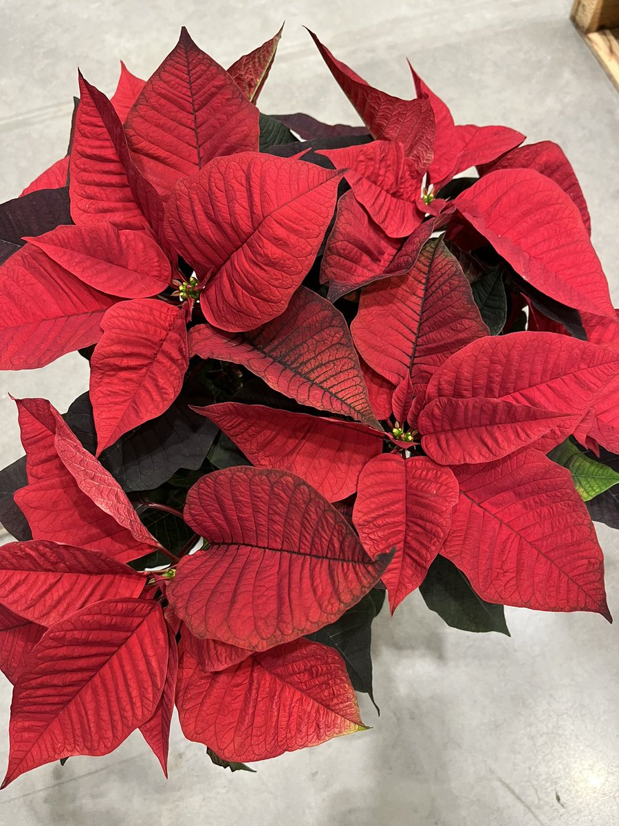 Happy Veterans Day from #2687 East Lancaster Lowes.  They also received a delivery of beautiful Christmas cactuses and Poinsettias <a href="/PlantPartners/">Planting Partners Nursery</a> <a href="/DamonBennettR7/">DBennett</a> <a href="/JHoffmann2207/">Joe Hoffmann</a> <a href="/LBishPlants/">Lora Bishop</a> <a href="/JG_Battlefield/">Jill Guth</a> <a href="/KPlantPartners/">Kaitee_PlantPartners</a>