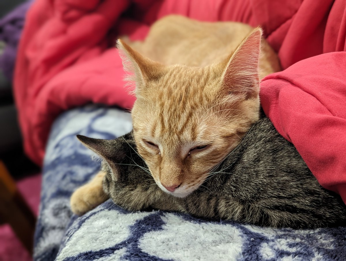 ConnectwithJenn's tweet photo. After bath. We nap. https://t.co/rZGV9csbSE