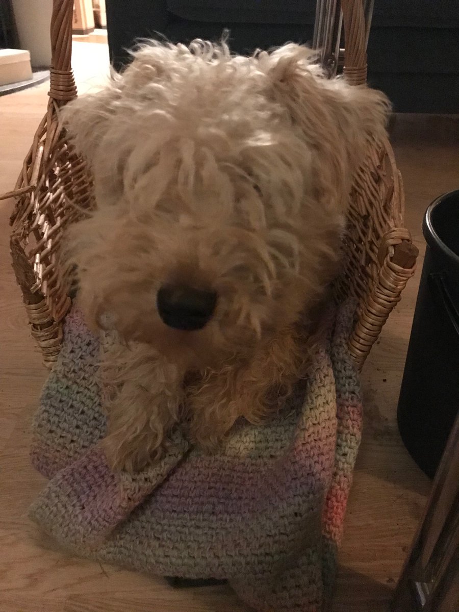 Grandma 2 (Dads mum) made me a crochet blanket!! ❤️❤️❤️ (Yes, I need a grooming, but still cute? 😉)