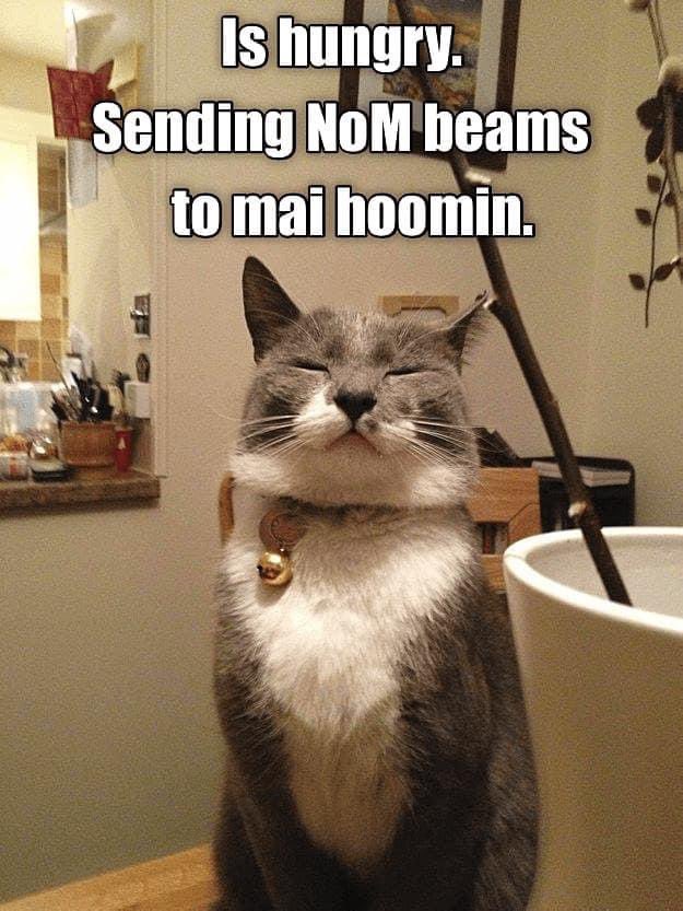 ThePhilosopurr's tweet photo. #ItsAlwaysFoodOclock
Feed me meow .. I iz transmitting.. https://t.co/qjYT8M4c26
