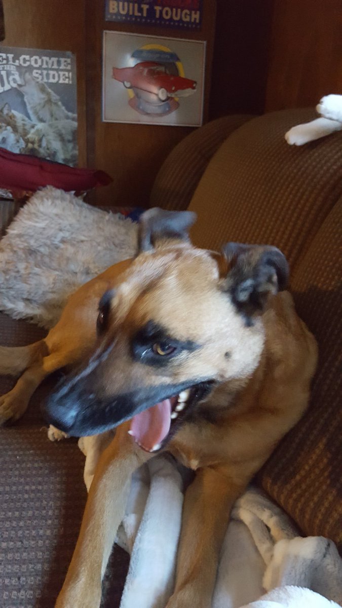owelisa9's tweet photo. @GraciesWorld3 I very much wish I could get one for you. Hazel is my new friend and would like to say hello. https://t.co/URI8lpxJ98