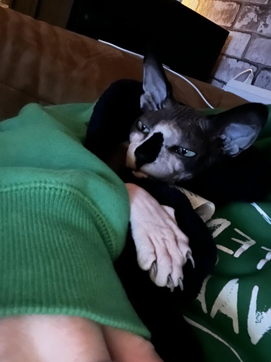 kimskinskipster's tweet photo. Wanneer je eigenlijk naar bed wilt maar de directeur nog niet onder zn dekentje uit wilt #lifeofcats #cats #sphynx #CatsofTwittter #CatsOnTwitter #catsofinstagram #skinnyenskip #CatsLover #catslife https://t.co/TPn5MoX48P