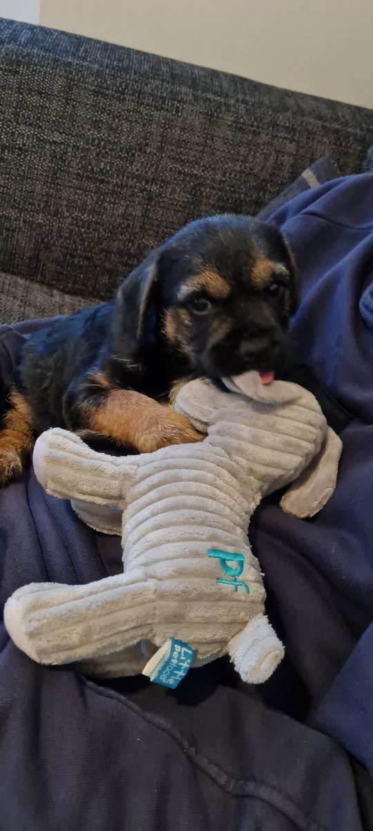 Amanda83xx's tweet photo. Welcome home Pablo 🥰 #borderterrier https://t.co/4Z6sZXoLF4