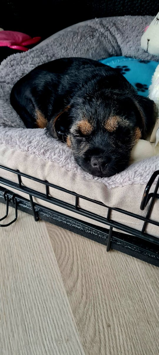 Amanda83xx's tweet photo. Welcome home Pablo 🥰 #borderterrier https://t.co/4Z6sZXoLF4