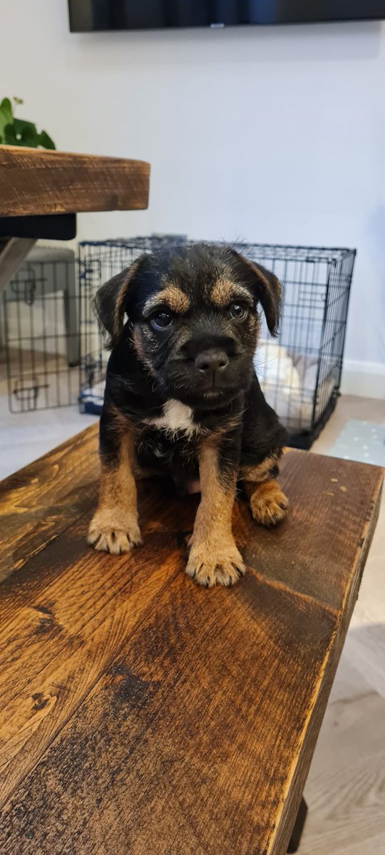 Amanda83xx's tweet photo. Welcome home Pablo 🥰 #borderterrier https://t.co/4Z6sZXoLF4