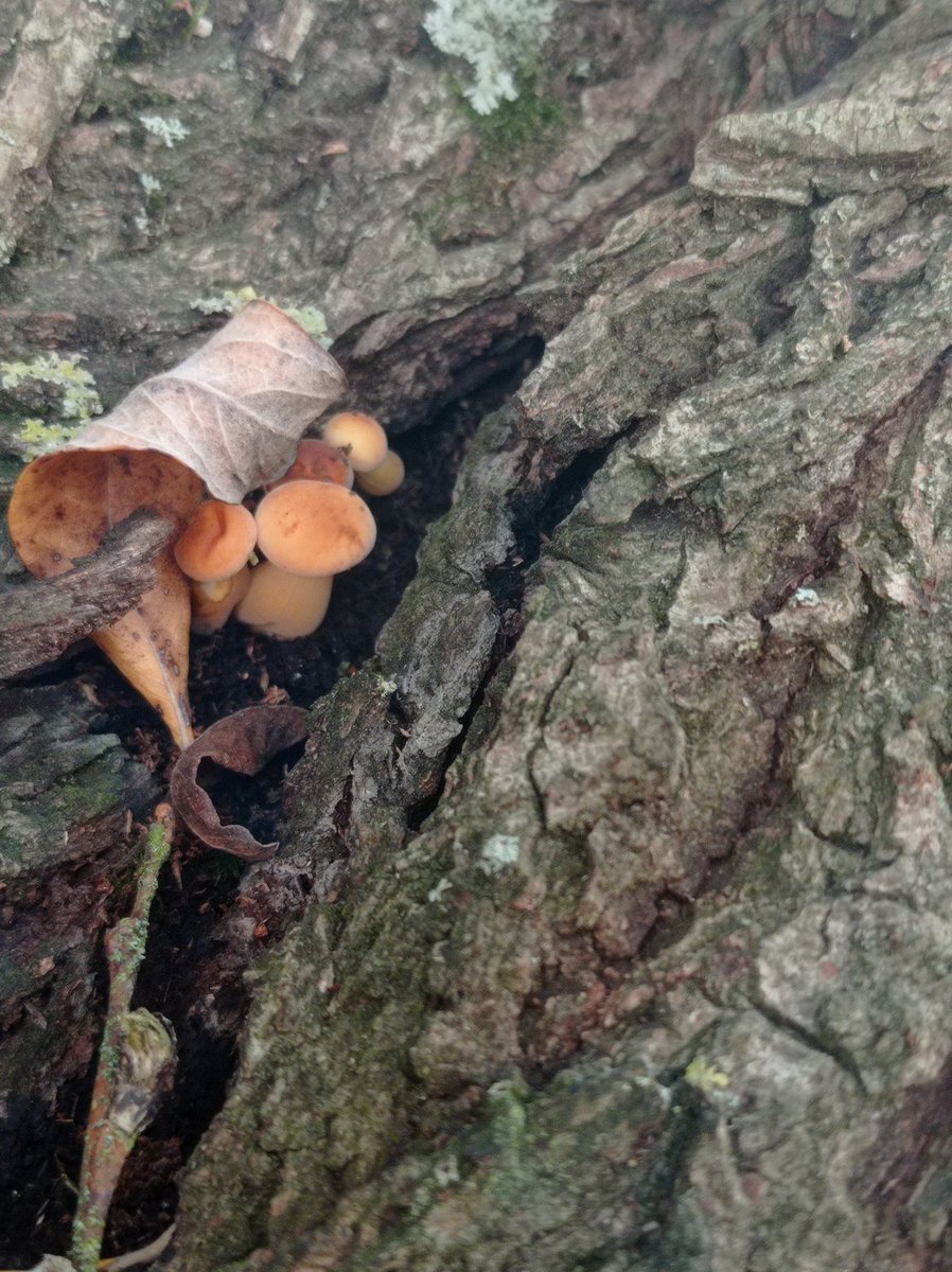 haut_gout's tweet photo. #FungiFriday Samtfußrüblinge, noch nur wenige mm groß – die ersten Winterpilze. https://t.co/sYZee8uZRK