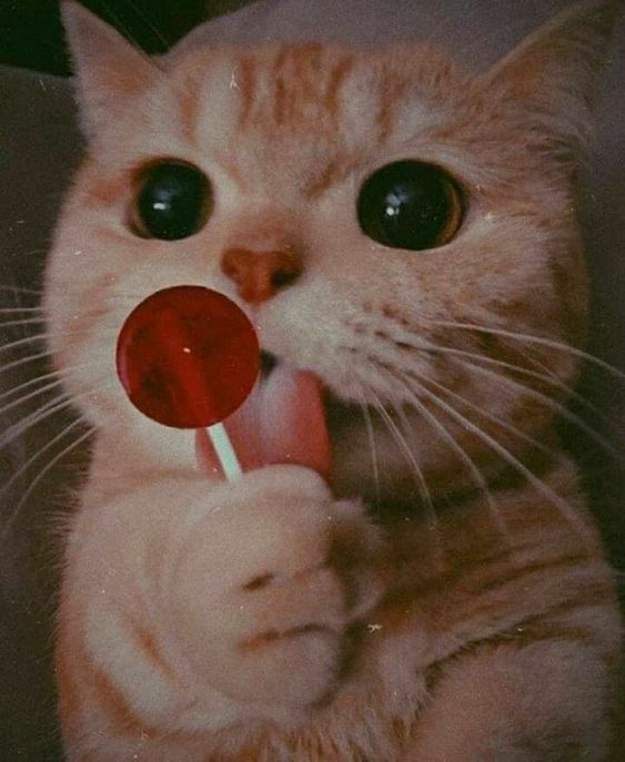 extrweb's tweet photo. ᴱⁿ ᵐᵒᵈᵒ ᶠᵒˡˡᵒʷᵉʳ🔔
@extrweb ⭐️⭐️⭐️
@TahneeQueen
@NeyeliDiaz
@shoukokolate
@Gabyychamo14
@CHARLY_677
@glenton123
@skyflood__
@nelmaja
@lumpie125
@IrvingRulo
@ManuelH31668338
ᶠᵒˡˡᵒʷ✅ ᶠᴬⱽ❤️ ᴿᵀ🔁 https://t.co/o2k94KFwPL