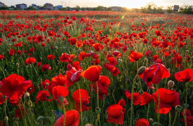 On this day we remember those who served and serve today for freedom and peace. 

Lest we forget. 

#remembranceday #lestweforget