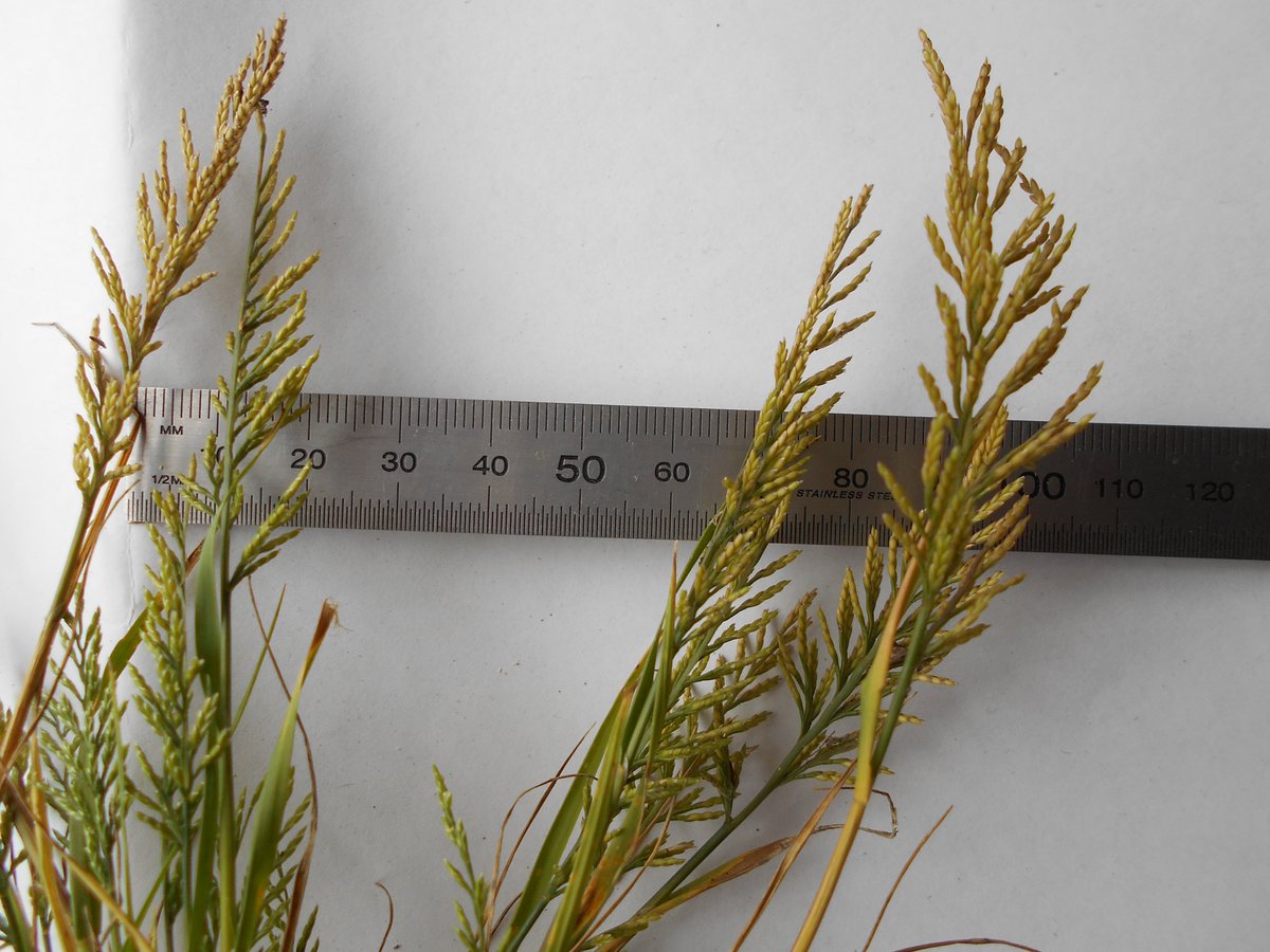 crn114's tweet photo. Weedologists: a new grass weed for me.
 Catapodium rigidum. Scattered in waste areas across   Melb. This from Coburg football ground at rear of scoreboard. Inflorescence a linear to narrowly ovate, one-sided panicle. Though it appears to be laterally compressed. @plantedhistory https://t.co/clQHFi9Ut6