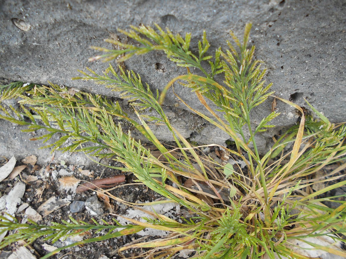 crn114's tweet photo. Weedologists: a new grass weed for me.
 Catapodium rigidum. Scattered in waste areas across   Melb. This from Coburg football ground at rear of scoreboard. Inflorescence a linear to narrowly ovate, one-sided panicle. Though it appears to be laterally compressed. @plantedhistory https://t.co/clQHFi9Ut6