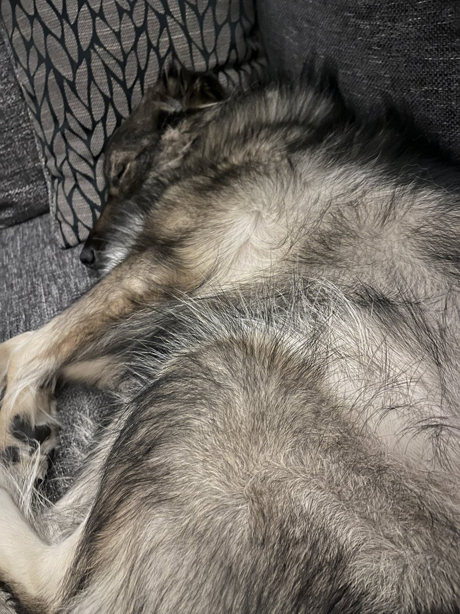 Cassiepep's tweet photo. @sophieRblake Good night #DogsofTwittter https://t.co/x0rEsziWKF