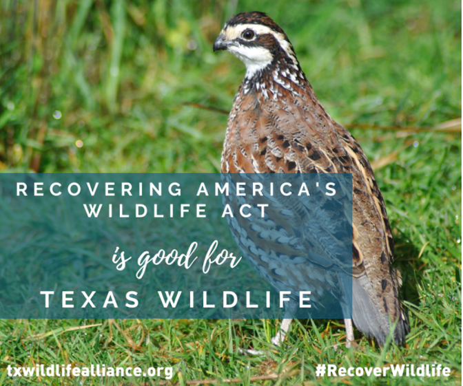Bexar Audubon Society tweet media