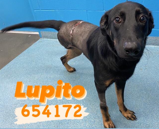 🐺 💛 LUPITO 💛 🐺
#A654172 
✨1y & 5 months hw-

TRIPODE DOG 
VERY FRIENDLY🥰

💕can u #foster / #adoptdontshop him?  
☎️210-207-6669 210-207-6666
📧acsrescue-foster@sanantonio.gov 
placement@sanantoniopetsalive.org 

#PLEDGE FOR #RESCUE 🙏🏼

📍San Antonio ACS #Texas 
#BlackDogs