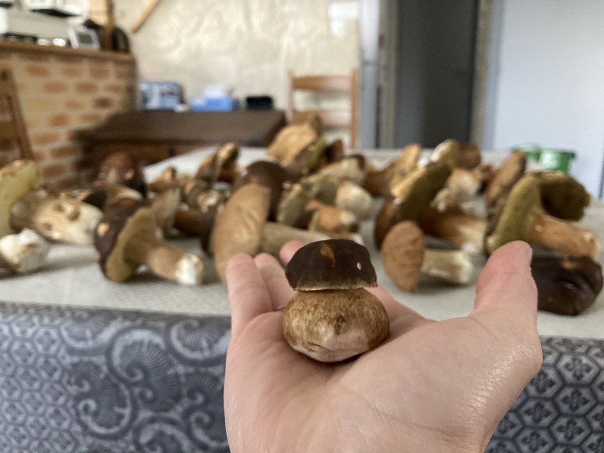 MathildeLcz1's tweet image. Trésors 🍄