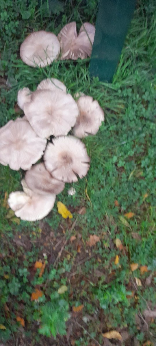 Zephyr_system's tweet image. One side of my brain: we are human
Otherside: moshroommmmm....