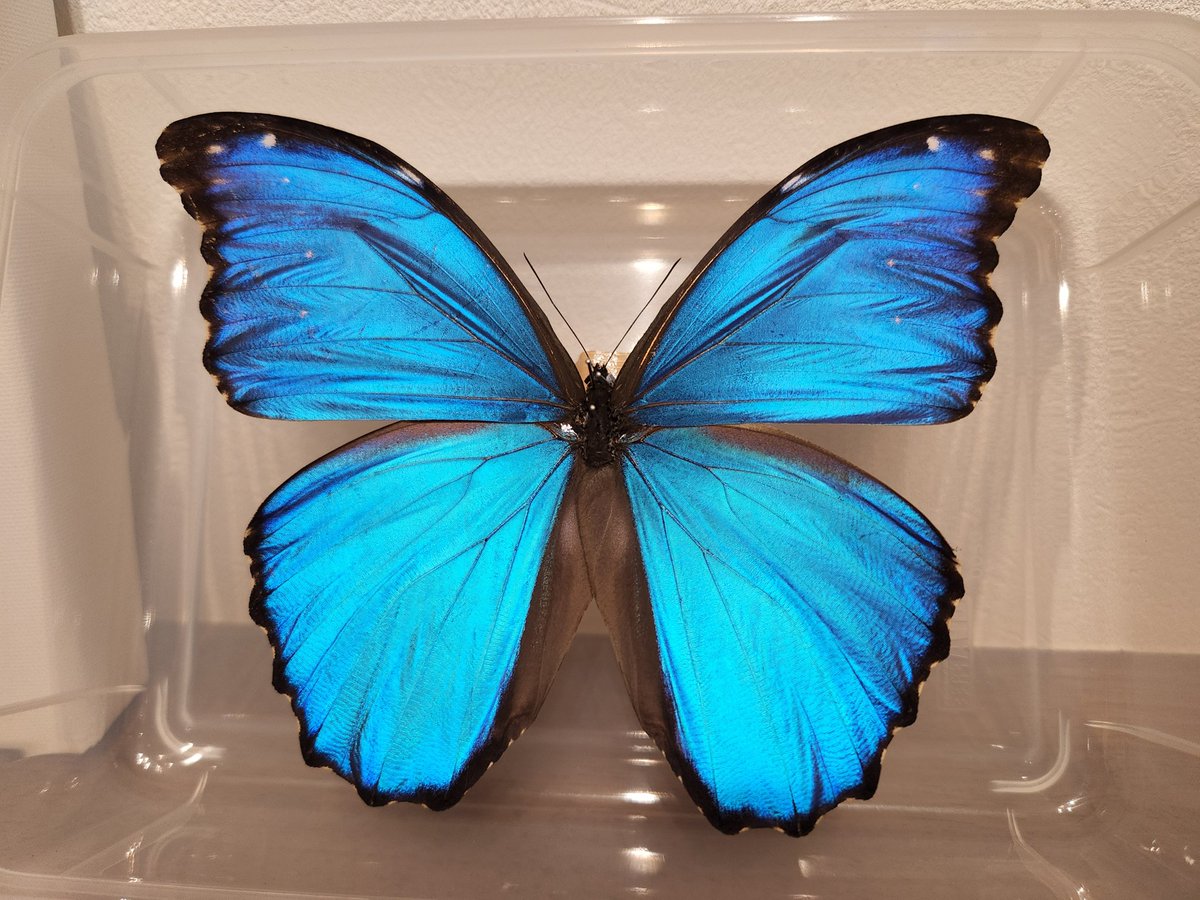 ももすけ Gf653y5hvsraefp Twitter