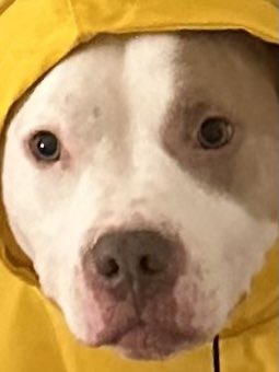 Danielle Leong tweet media