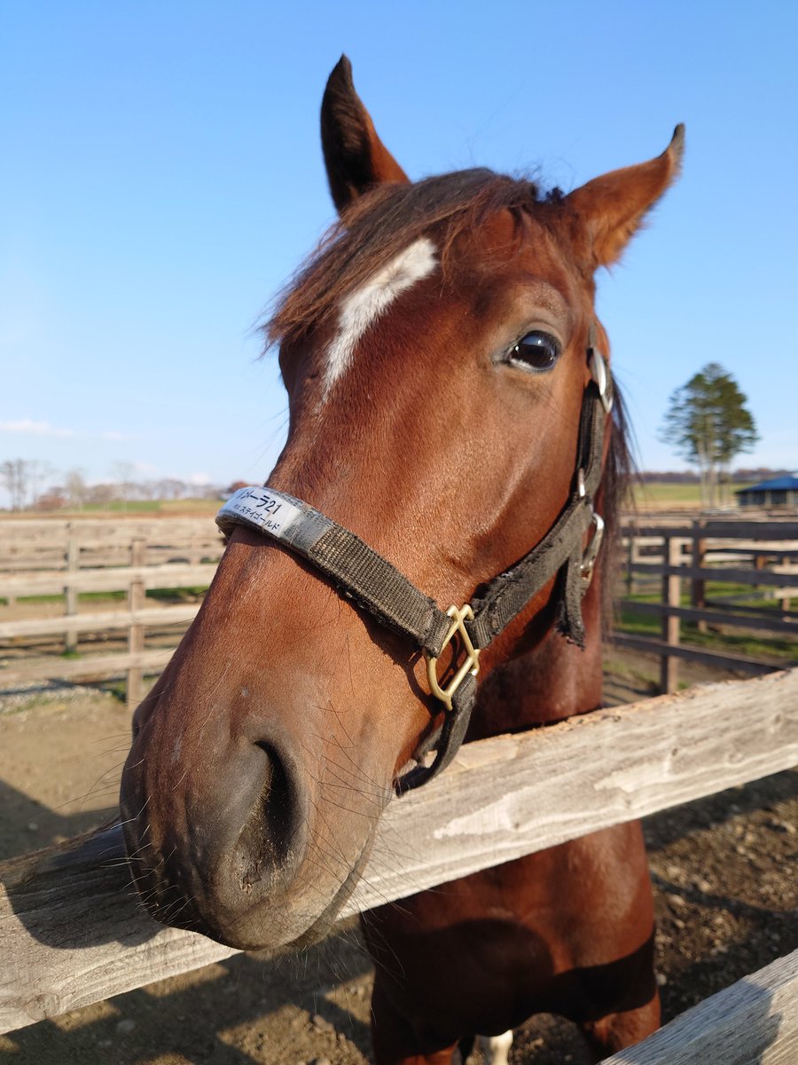 ニゴリン（NEXT→JAPAN TOUR） on Twitter 