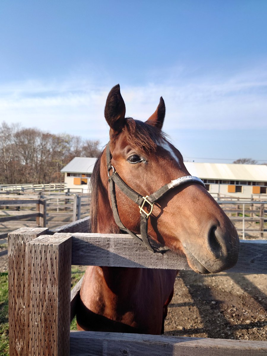 ニゴリン（NEXT→JAPAN TOUR） on Twitter 