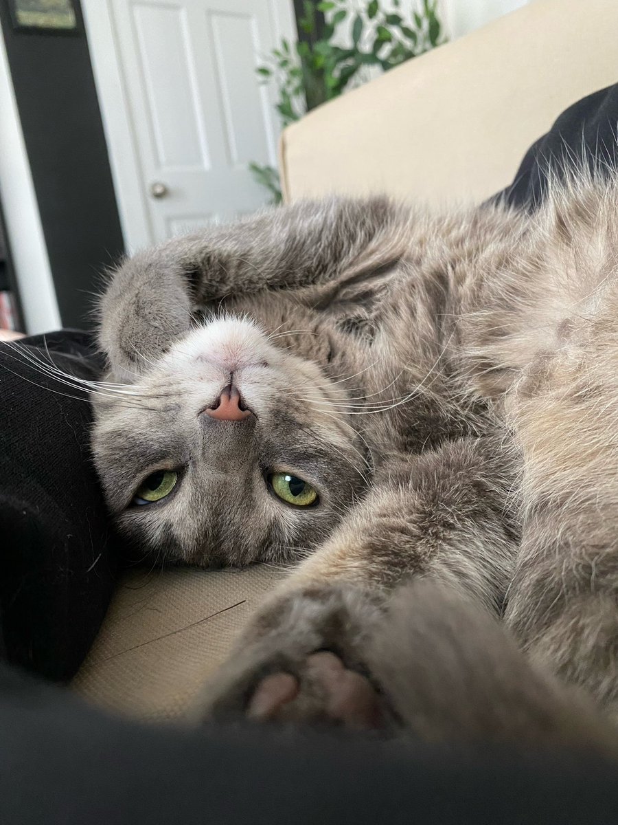 i love when my hoomans are both home at the same time 😻😻 #CatsOnTwitter #FridayFeeling #catcuddles #catlife #catlover #clementine #clem #FYP #fypcats #TabbyTroop