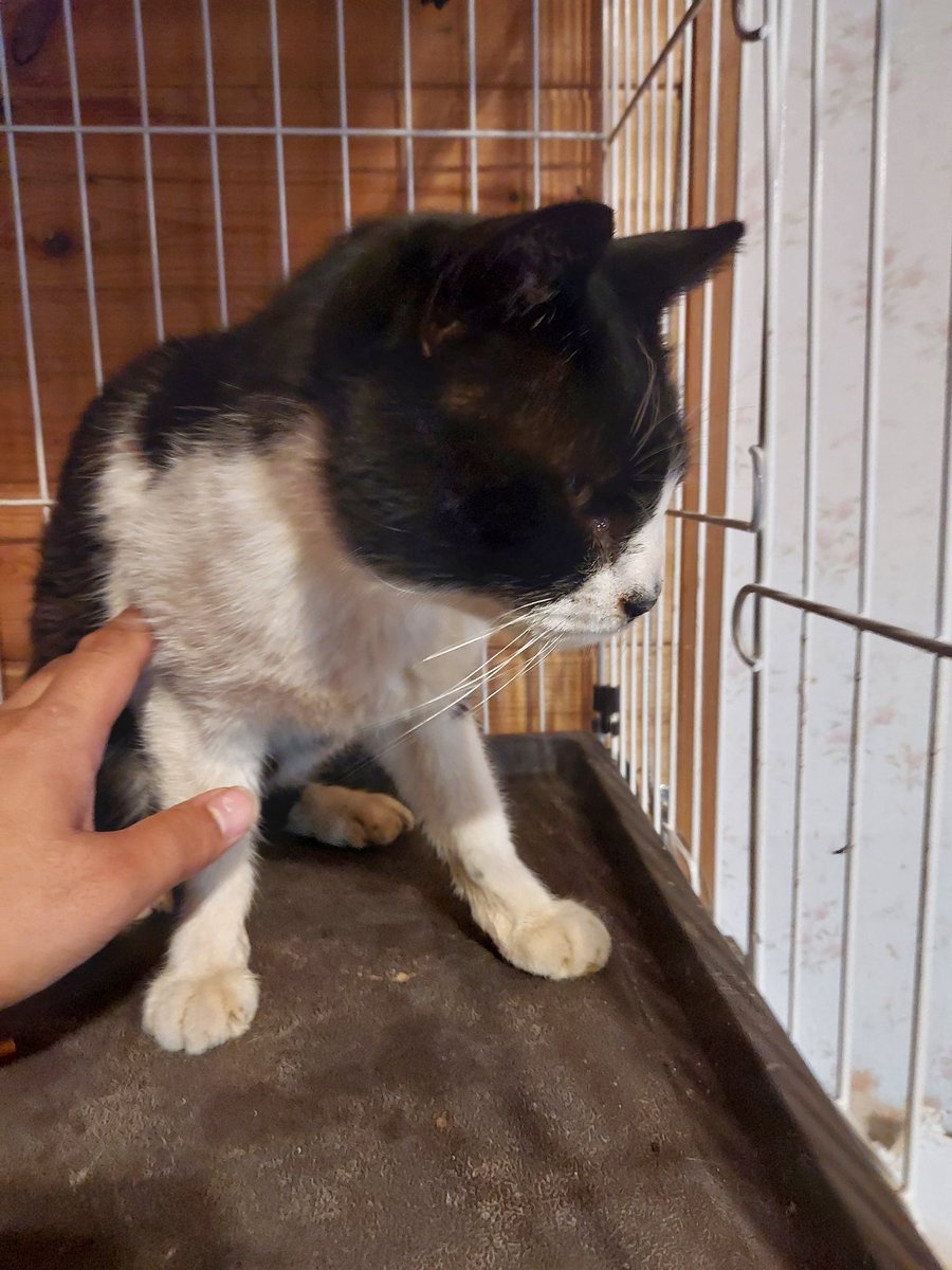 猫カフェfivecats ファイブキャッツ 青森にある猫カフェ 子猫のへや