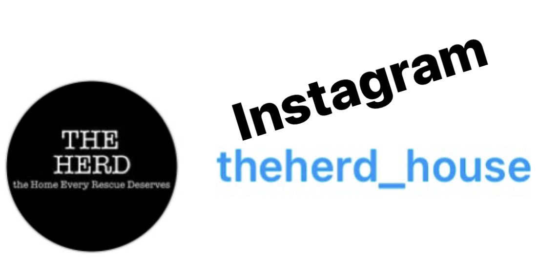 THE HERD HOUSE tweet media