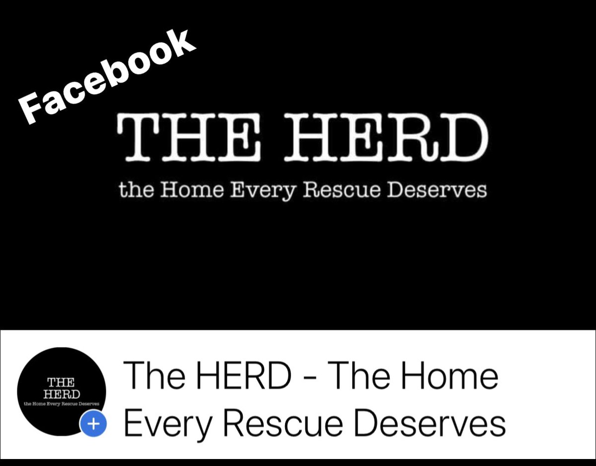 THE HERD HOUSE tweet media