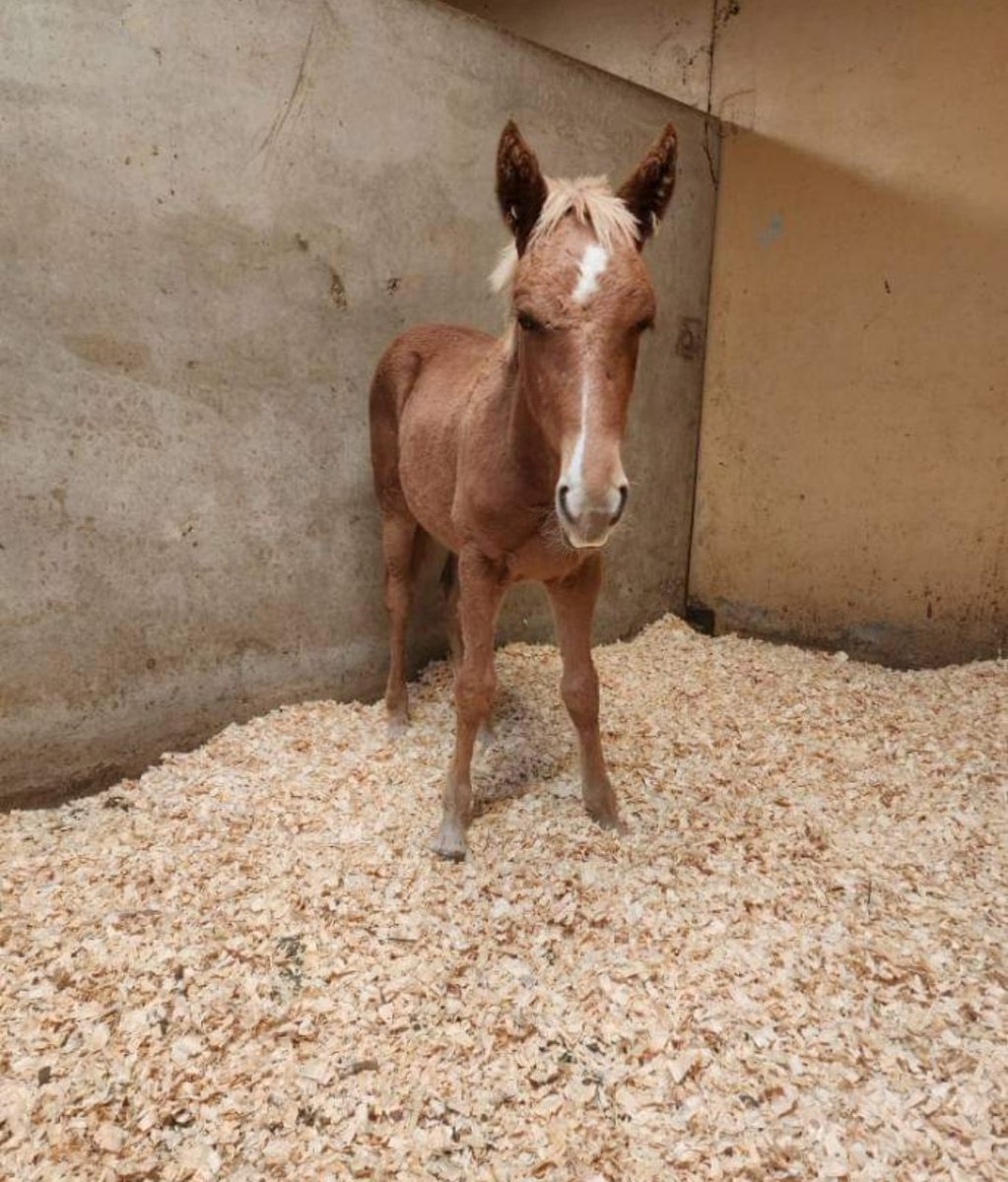 PRRHorseRescue's tweet photo. One donation in, thank you donor! $738 to go, to bring this baby home to the rescue. Trying to get her transported to the rescue tomorrow. Hoping &amp; praying for donations to make it happen. Please help if you can! 
https://t.co/9NoR8kZztk to help baby Penny.
#horse #rescue #donate https://t.co/Mxa8txCGFW