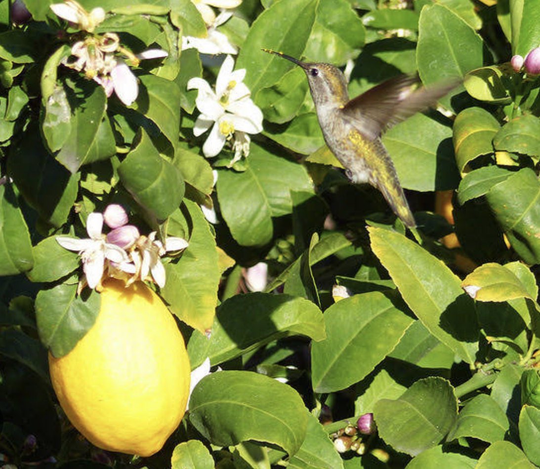 おはようございます✨

東京は☀️
今日の花はレモン🍋🌼*･
花言葉は「誠実な愛」「思慮分別」
週末みなさんはどのようにお過ごしですか？🥰

今日もよろしくお願いします！

#企業公式が毎朝地元の天気を言い合う
#企業公式冬のフォロー祭り
#企業公式相互フォロー