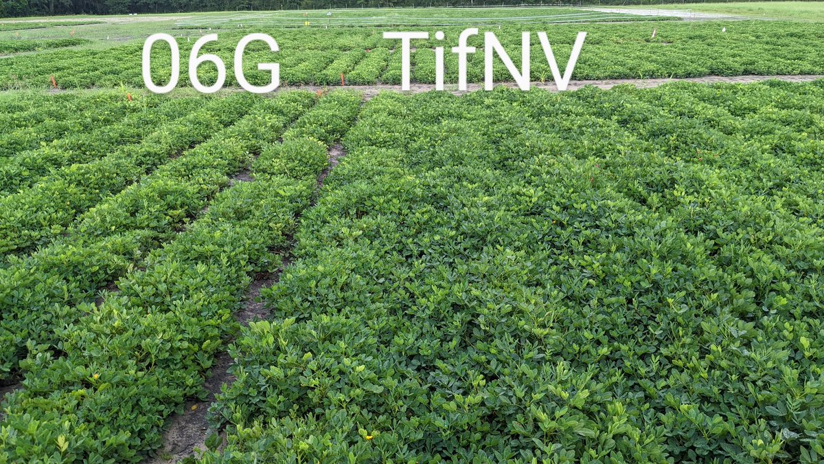 Effectiveness of Nematicides and Resistant Cultivars for Managing Root-Knot Nematodes in 2022 Peanut Trials dlvr.it/ScdgN1