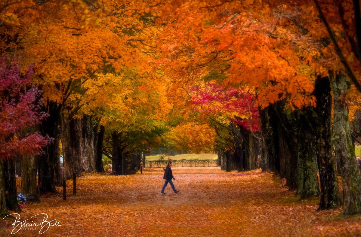 BlairBallPhotos's tweet photo. I had a good shot down this street at Maplewood Cemetery in Harrison Arkansas, and someone walked into the composition. I decided to leave that person in the photo. Your thoughts?  #arkansasfall #maplewoodcemeteryharrisonar #Fall2022 #autumn2022 #landscapephotography https://t.co/nDYyier5BN