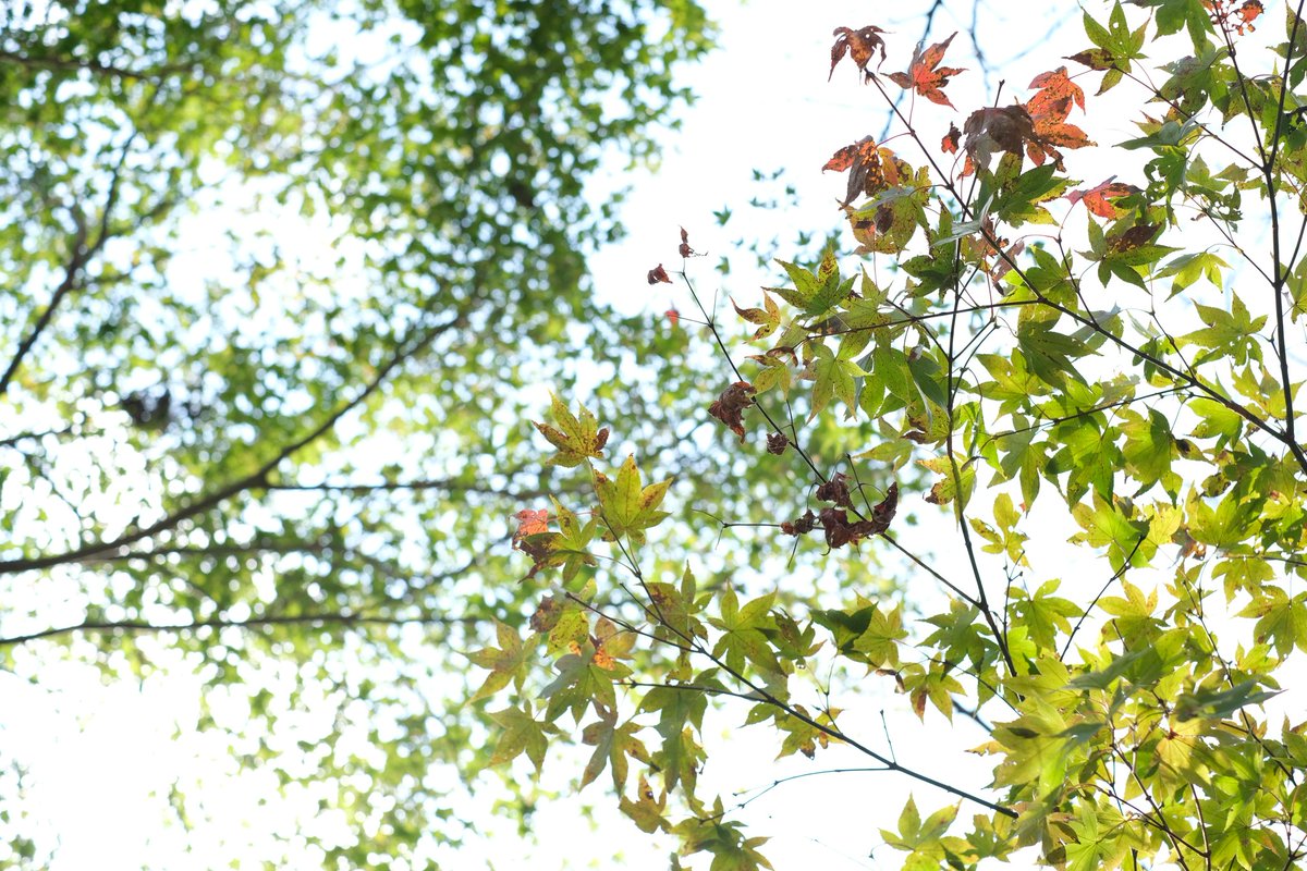 「全然紅葉進んでねぇー暖かいからなーなかなか紅くならないよね。再来週くらいには紅葉」|里🌕のイラスト