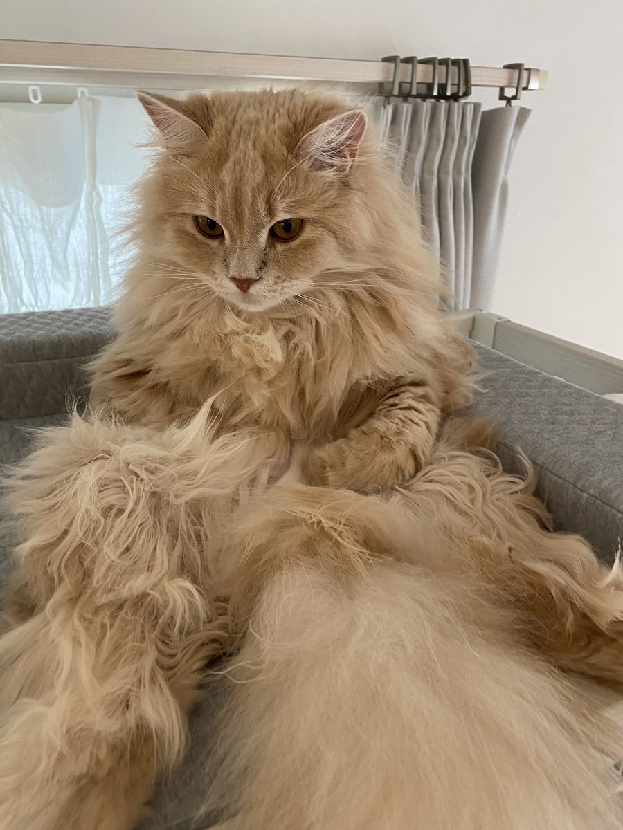 この写真で一言お願いします🤗
#大喜利 #子猫